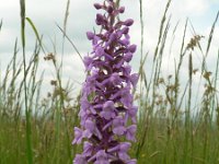 Gymnadenia conopsea 46, Grote muggenorchis, Saxifraga-Jan Willem Jongepier