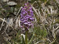 Gymnadenia conopsea 51, Grote muggenorchis, Saxifraga-Willem van Kruijsbergen