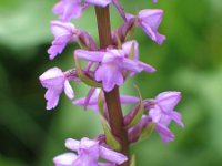 Gymnadenia conopsea 52, Grote muggenorchis, Saxifraga-Jasenka Topic