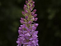 Gymnadenia conopsea 6, Grote muggenorchis, Saxifraga-Jan van der Straaten