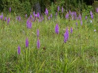 Gymnadenia conopsea 66, Grote muggenorchis, Saxifraga-Mark Zekhuis