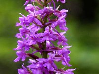 Gymnadenia conopsea 67, Grote Muggenorchis, Saxifraga-Hans Dekker