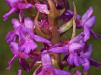 Gymnadenia conopsea 68, Grote Muggenorchis, Saxifraga-Hans Dekker