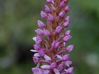 Gymnadenia conopsea 7, Grote muggenorchis, Saxifraga-Willem van Kruijsbergen