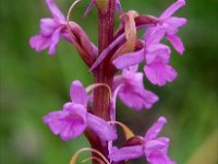 Gymnadenia conopsea 70, Grote Muggenorchis, Saxifraga-Hans Dekker