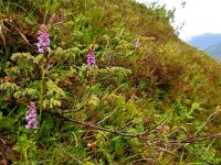 Gymnadenia conopsea 77, Grote muggenorchis, Saxifraga-Ed Stikvoort