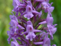 Gymnadenia conopsea 81, Grote muggenorchis, Saxifraga-Ed Stikvoort