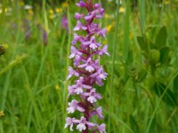 Gymnadenia conopsea 85, Grote muggenorchis, Saxifraga-Ed Stikvoort