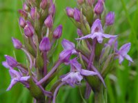 Gymnadenia conopsea 86, Grote muggenorchis, Saxifraga-Ed Stikvoort