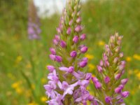 Gymnadenia conopsea 87, Grote muggenorchis, Saxifraga-Ed Stikvoort