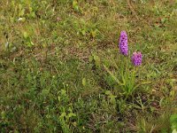 Gymnadenia conopsea 89, Grote muggenorchis, Saxifraga-Hans Boll