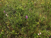 Gymnadenia conopsea 90, Grote muggenorchis, Saxifraga-Hans Boll