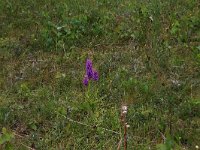 Gymnadenia conopsea 95, Grote muggenorchis, Saxifraga-Hans Boll