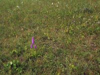 Gymnadenia conopsea 96, Grote muggenorchis, Saxifraga-Hans Boll