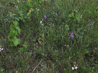 Gymnadenia conopsea 99, Grote muggenorchis, Saxifraga-Hans Boll