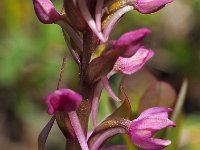 Gymnadenia conopsea ssp borealis 112, Saxifraga-Hans Dekker