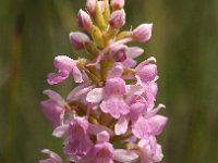 Gymnadenia conopsea ssp friesica 61, Saxifraga-Hans Dekker