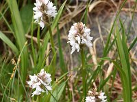 Gymnadenia frivaldii 3, Saxifraga-Harry Jans  Gymnadenia frivaldii