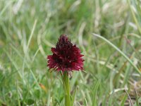 Gymnadenia nigra 2, Saxifraga-Jeroen Willemsen