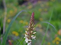 Gymnadenia odoratissima 10, Welriekende muggenorchis, Saxifraga-Jeroen Willemsen