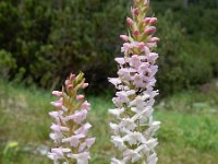 Gymnadenia odoratissima 11, Welriekende muggenorchis, Saxifraga-Ed Stikvoort