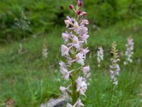 Gymnadenia odoratissima 13, Welriekende muggenorchis, Saxifraga-Ed Stikvoort