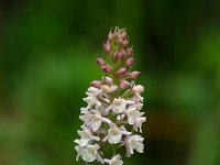 Gymnadenia odoratissima 15, Welriekende muggenorchis, Saxifraga-Dirk Hilbers