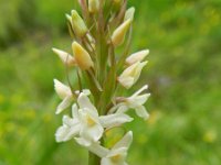 Gymnadenia odoratissima 17, Welriekende muggenorchis, Saxifraga-Rutger Barendse