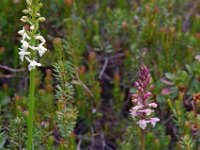 Gymnadenia odoratissima 3, Welriekende muggenorchis, Saxifraga-Hans Dekker