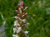 Gymnadenia odoratissima 7, Welriekende muggenorchis, Saxifraga-Ed Stikvoort