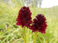 Gymnadenia rhellicani 10, Saxifraga-Ed Stikvoort