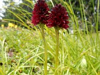 Gymnadenia rhellicani 11, Saxifraga-Ed Stikvoort