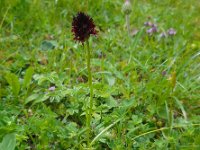 Gymnadenia rhellicani 2, Saxifraga-Ed Stikvoort