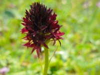 Gymnadenia rhellicani 4, Saxifraga-Ed Stikvoort