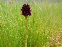 Gymnadenia rhellicani 6, Saxifraga-Ed Stikvoort