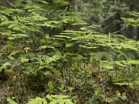 Gymnocarpium dryopteris 10, Gebogen driehoeksvaren, Saxifraga-Willem van Kruijsbergen