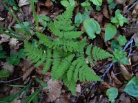 Gymnocarpium dryopteris 11, Gebogen driehoeksvaren, Saxifraga-Ed Stikvoort