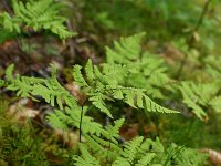 Gymnocarpium dryopteris 14, Gebogen driehoeksvaren, Saxifraga-Dirk Hilbers