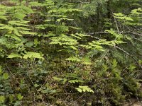 Gymnocarpium dryopteris 15, Gebogen driehoeksvaren, Saxifraga-Willem van Kruijsbergen