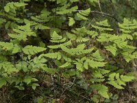 Gymnocarpium dryopteris 16, Gebogen driehoeksvaren, Saxifraga-Willem van Kruijsbergen