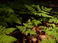 Gymnocarpium dryopteris 20, Gebogen driehoeksvaren, Saxifraga-Ed Stikvoort