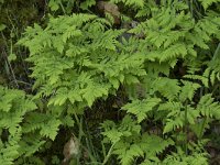 Gymnocarpium dryopteris 21, Gebogen driehoeksvaren, Saxifraga-Willem van Kruijsbergen