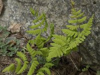 Gymnocarpium dryopteris 3, Gebogen driehoeksvaren, Saxifraga-Willem van Kruijsbergen