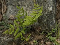 Gymnocarpium dryopteris 4, Gebogen driehoeksvaren, Saxifraga-Willem van Kruijsbergen