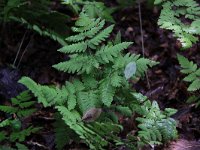 Gymnocarpium dryopteris 6, Gebogen driehoeksvaren, Saxifraga-Peter Meininger