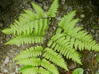 Gymnocarpium robertianum 2, Rechte driehoeksvaren, Saxifraga-Rutger Barendse