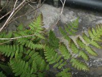 Gymnocarpium robertianum 7, Rechte driehoeksvaren, Saxifraga-Rutger Barendse