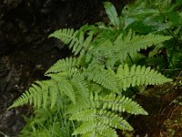 Gymnocarpium robertianum 8, Rechte driehoeksvaren, Saxifraga-Ed Stikvoort