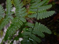 Gymnocarpium robertianum 9, Rechte driehoeksvaren, Saxifraga-Ed Stikvoort