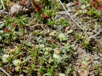 Gymnostyles stolonifera 2, Saxifraga-Rutger Barendse